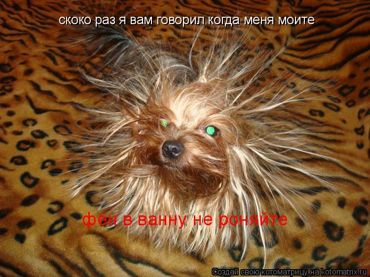 скоко раз я вам говорил когда меня моите фен в ванну не роняйте... Котоматрица: скоко раз я вам говорил когда меня моите фен в ванну не роняйте