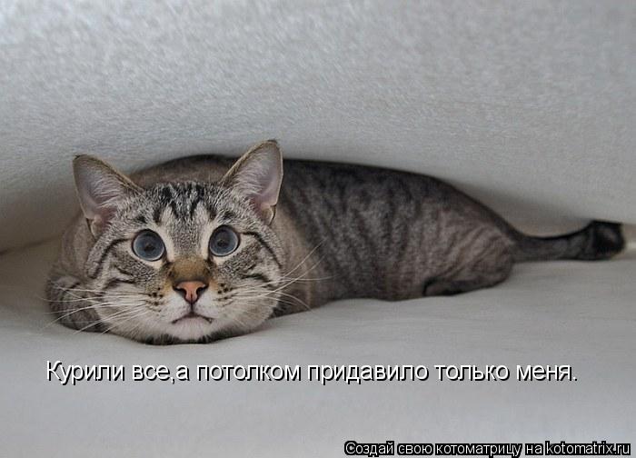 Курили все,а потолком придавило только меня.... Котоматрица: Курили все,а потолком придавило только меня.