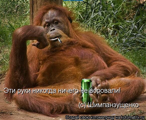 Эти руки никогда ничего не воровали! (с) Шимпанзущенко... Котоматрица: Эти руки никогда ничего не воровали! (с) Шимпанзущенко