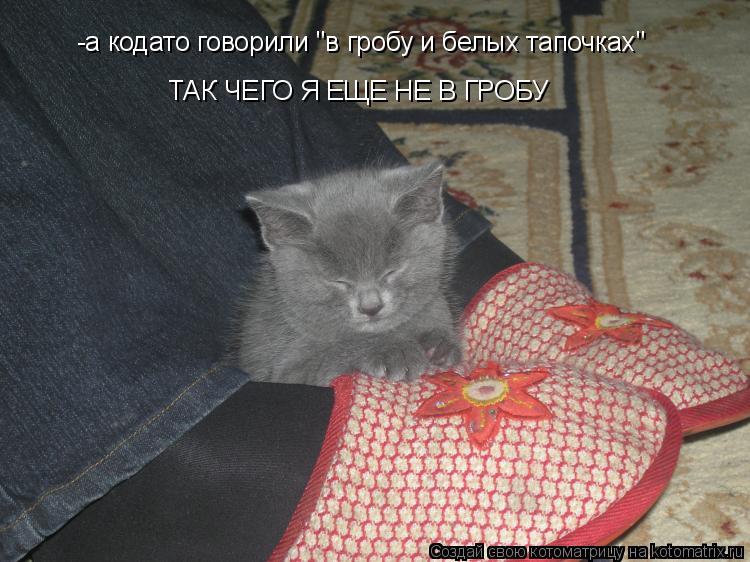 -а кодато говорили "в гробу и белых тапочках" ТАК ЧЕГО Я ЕЩЕ НЕ В ГРОБУ... Котоматрица: -а кодато говорили "в гробу и белых тапочках" ТАК ЧЕГО Я ЕЩЕ НЕ В ГРОБУ
