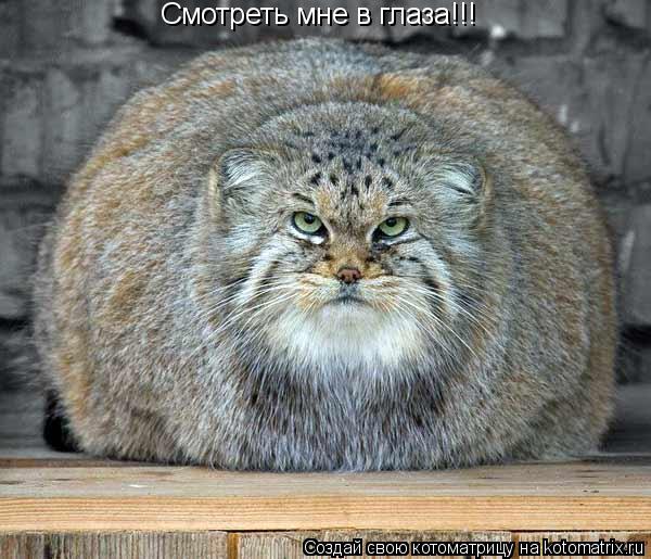 Смотреть мне в глаза!!!... Котоматрица: Смотреть мне в глаза!!!