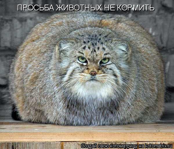Котоматрица: ПРОСЬБА ЖИВОТНЫХ НЕ КОРМИТЬ
