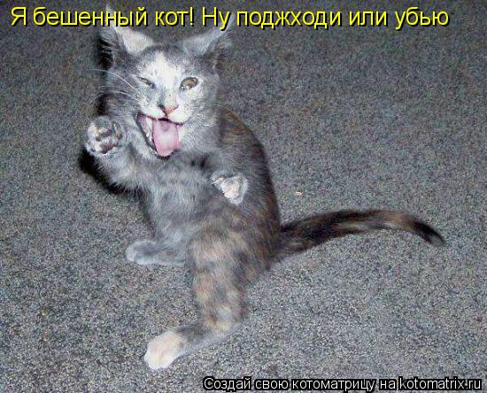 Я бешенный кот! Ну поджходи или убью... Котоматрица: Я бешенный кот! Ну поджходи или убью