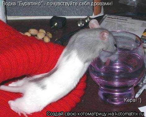 Кера! :) Водка "Буратино" - почувствуйте себя дровами!... Котоматрица: Кера! :) Водка "Буратино" - почувствуйте себя дровами!