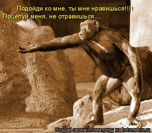 Подойди ко мне, ты мне нравишься!!!! Поцелуй меня, не отравишься....... Котоматрица: Подойди ко мне, ты мне нравишься!!!! Поцелуй меня, не отравишься....