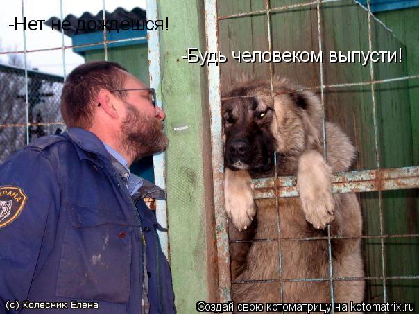 -Будь человеком выпусти! -Нет не дождешся!... Котоматрица: -Будь человеком выпусти! -Нет не дождешся!