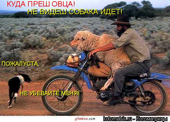 КУДА ПРЕШ ОВЦА! НЕ ВИДЕШ СОБАКА ИДЕТ! ПОЖАЛУСТА, НЕ УБЕВАЙТЕ МЕНЯ!... Котоматрица: КУДА ПРЕШ ОВЦА! НЕ ВИДЕШ СОБАКА ИДЕТ! ПОЖАЛУСТА, НЕ УБЕВАЙТЕ МЕНЯ!