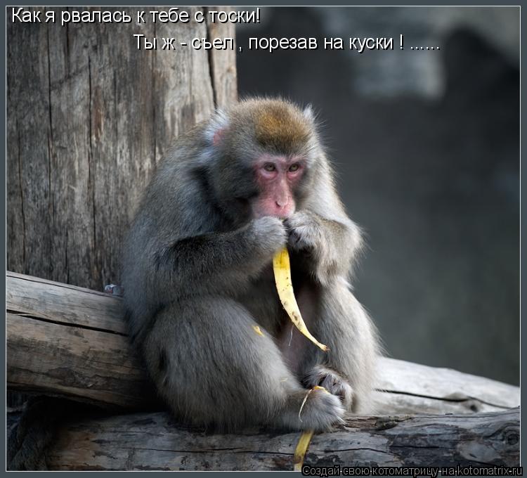 Как я рвалась к тебе с тоски! Ты ж - съел , порезав на куски ! ......... Котоматрица: Как я рвалась к тебе с тоски! Ты ж - съел , порезав на куски ! ......