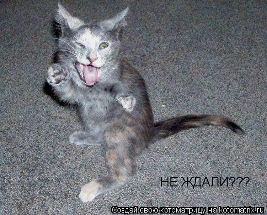НЕ ЖДАЛИ???... Котоматрица: НЕ ЖДАЛИ???