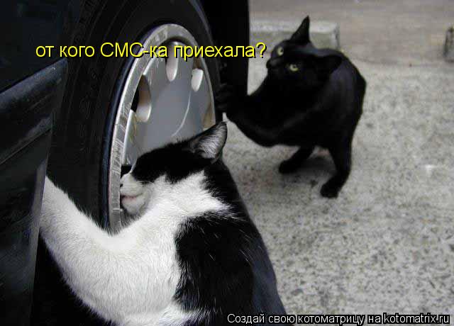 от кого СМС-ка приехала?... Котоматрица: от кого СМС-ка приехала?