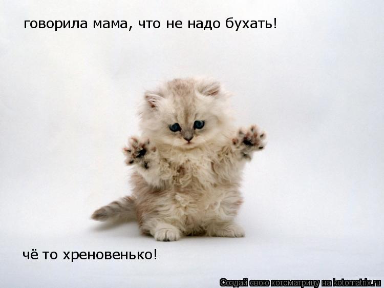 говорила мама, что не надо бухать! чё то хреновенько!... Котоматрица: говорила мама, что не надо бухать! чё то хреновенько!