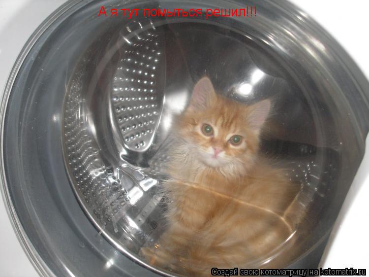 А я тут помыться решил!!!... Котоматрица: А я тут помыться решил!!!