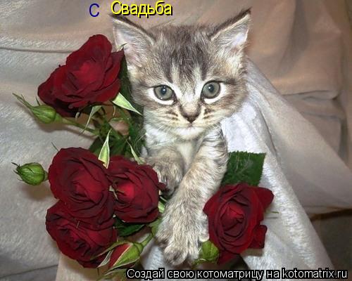 С Свадьба... Котоматрица: С Свадьба