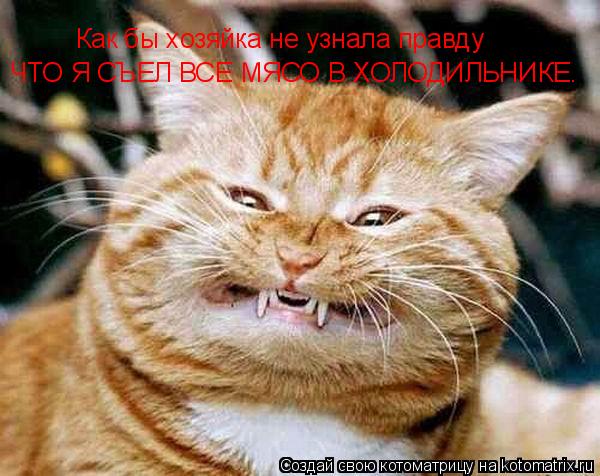 Как бы хозяйка не узнала правду ЧТО Я СЪЕЛ ВСЕ МЯСО В ХОЛОДИЛЬНИКЕ.... Котоматрица: Как бы хозяйка не узнала правду ЧТО Я СЪЕЛ ВСЕ МЯСО В ХОЛОДИЛЬНИКЕ.