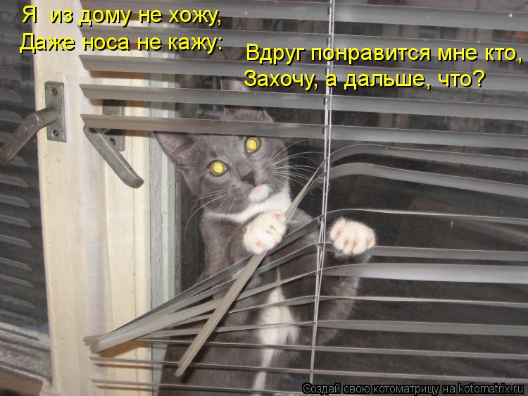 Я из дому не хожу, Даже носа не кажу: Вдруг понравится мне кто, Захочу, а дальше, что?... Котоматрица: Я из дому не хожу, Даже носа не кажу: Вдруг понравится мне кто, Захочу, а дальше, что?