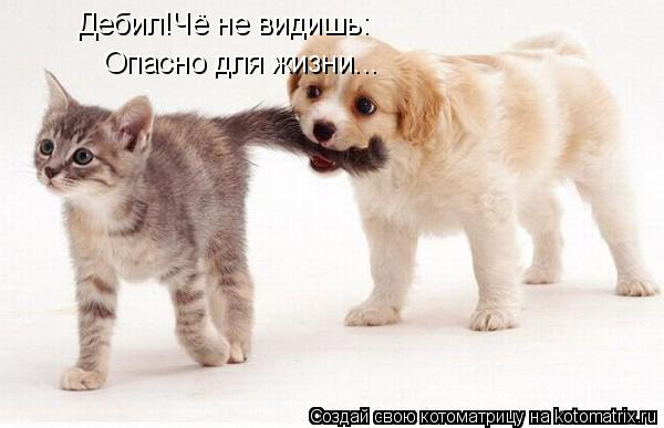 Дебил!Чё не видишь: Опасно для жизни...... Котоматрица: Дебил!Чё не видишь: Опасно для жизни...