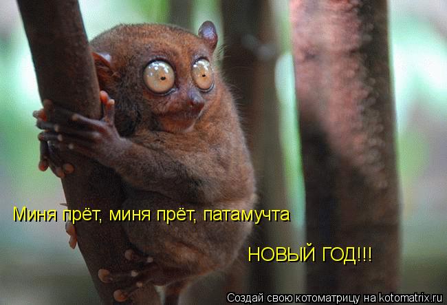Миня прёт, миня прёт, патамучта НОВЫЙ ГОД!!!... Котоматрица: Миня прёт, миня прёт, патамучта НОВЫЙ ГОД!!!