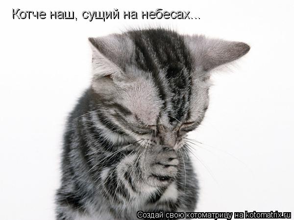 Котче наш, сущий на небесах...... Котоматрица: Котче наш, сущий на небесах...
