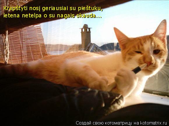 Krapštyti nosį geriausiai su pieštuku, letena netelpa o su nagais skauda...... Котоматрица: Krapštyti nosį geriausiai su pieštuku, letena netelpa o su nagais skauda...