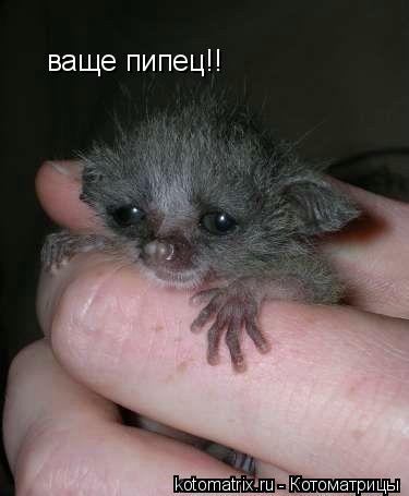 ваще пипец!!... Котоматрица: ваще пипец!!