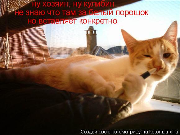 Котоматрица: ну хозяин, ну кулибин не знаю что там за белый порошок но вставляет конкретно