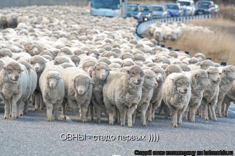 ОВНЫ - стадо первых ))))... Котоматрица: ОВНЫ - стадо первых ))))