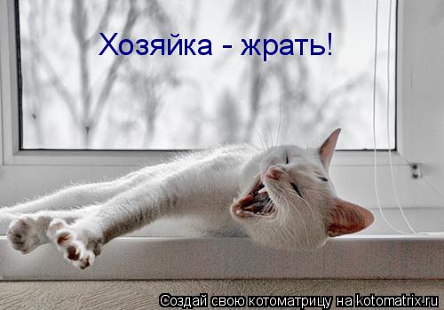 Котоматрица: Хозяйка - жрать!
