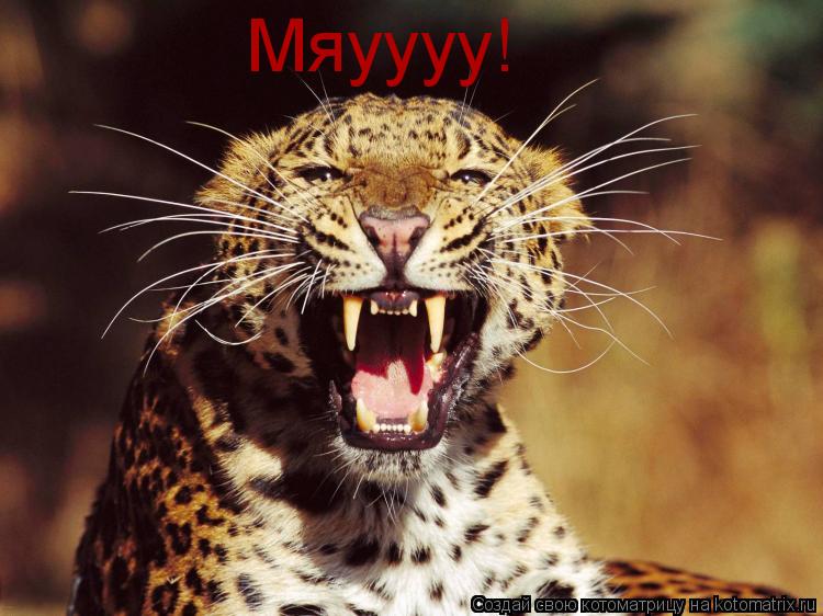 Мяуууу!... Котоматрица: Мяуууу!