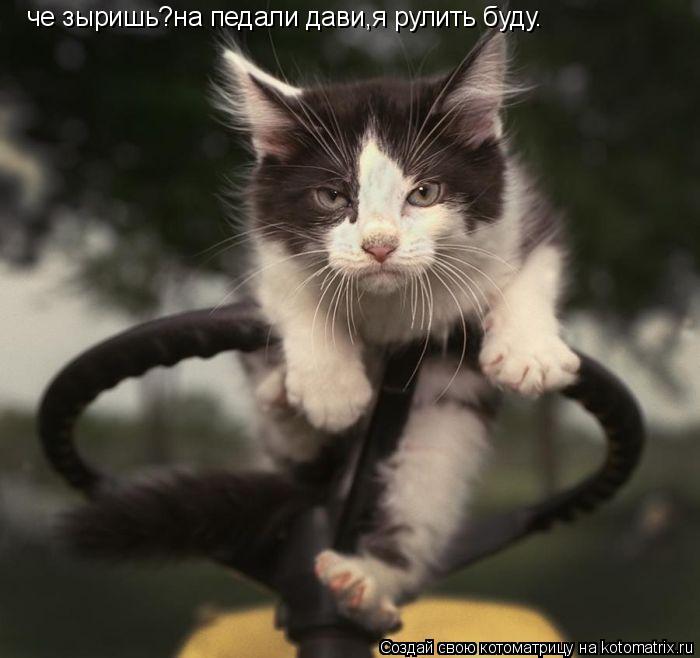 Котоматрица: че зыришь?на педали дави,я рулить буду.