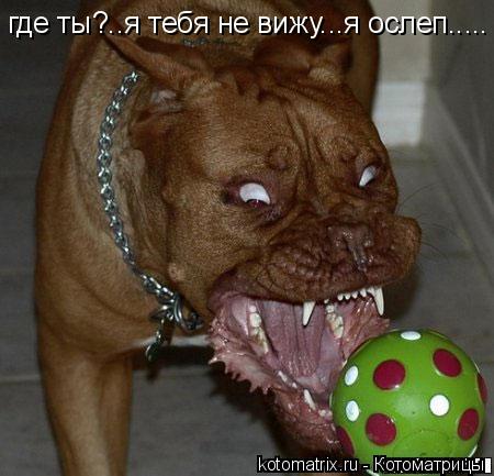 где ты?..я тебя не вижу...я ослеп........ Котоматрица: где ты?..я тебя не вижу...я ослеп.....