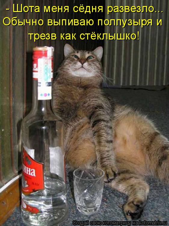 Обычно выпиваю полпузыря и трезв как стёклышко! - Шота меня сёдня развезло...... Котоматрица: Обычно выпиваю полпузыря и трезв как стёклышко! - Шота меня сёдня развезло...