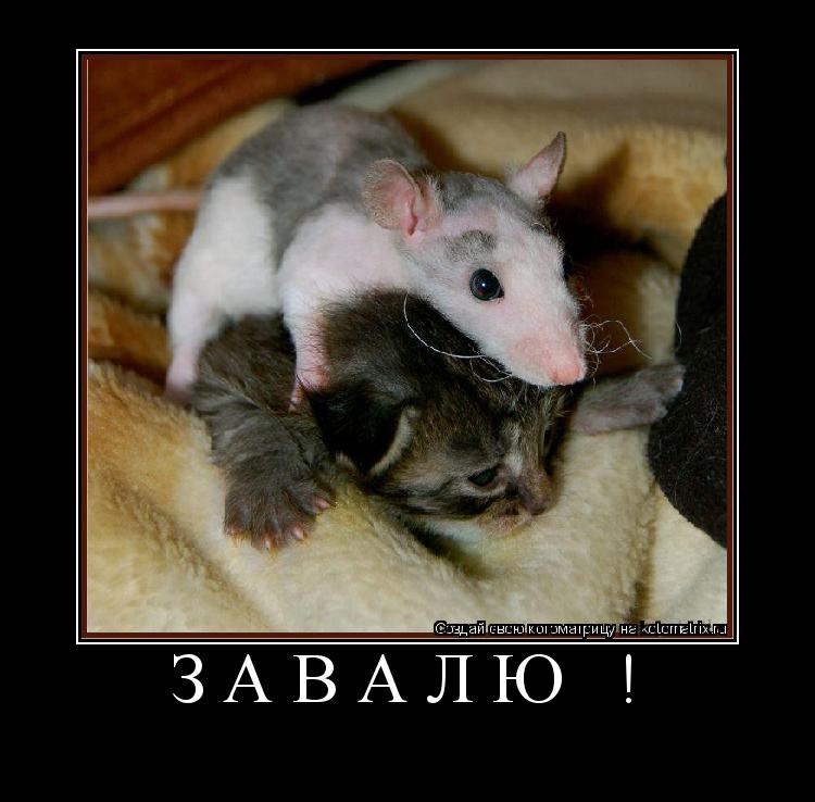 завалю ! ... Котоматрица: завалю !