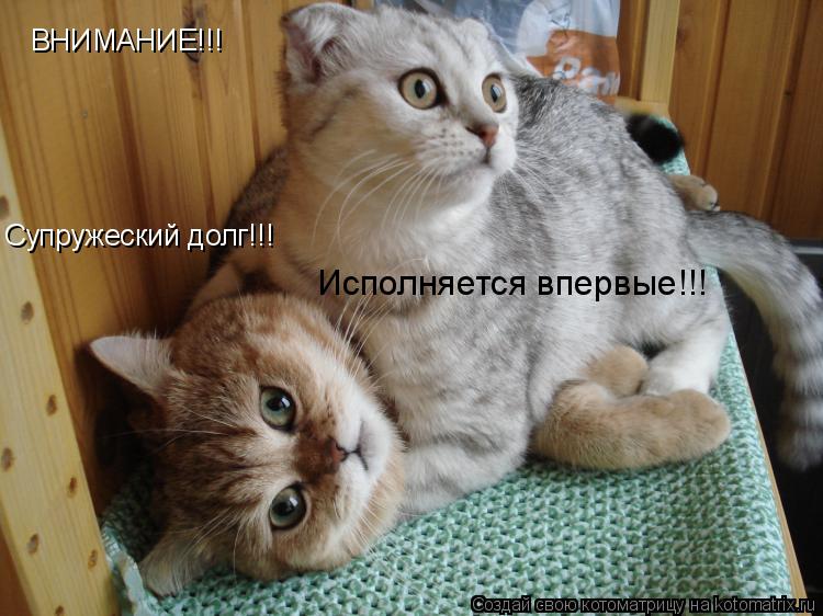 ВНИМАНИЕ!!! Супружеский долг!!! Исполняется впервые!!!... Котоматрица: ВНИМАНИЕ!!! Супружеский долг!!! Исполняется впервые!!!
