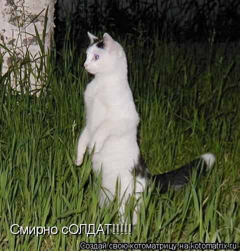 Смирно сОЛДАТ!!!!!... Котоматрица: Смирно сОЛДАТ!!!!!