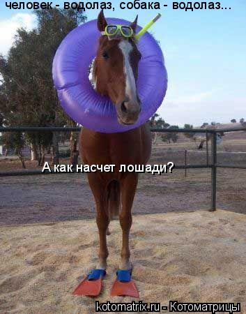 человек - водолаз, собака - водолаз... А как насчет лошади?... Котоматрица: человек - водолаз, собака - водолаз... А как насчет лошади?