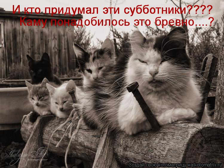 И кто придумал эти субботники???? И кто придумал эти субботники???? И кто придумал эти субботники????... Котоматрица: И кто придумал эти субботники???? И кто придумал эти субботники???? И кто придумал эти субботники???? Каму понадобилось это бревно....?