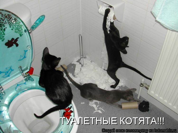 ТУАЛЕТНЫЕ КОТЯТА!!!... Котоматрица: ТУАЛЕТНЫЕ КОТЯТА!!!
