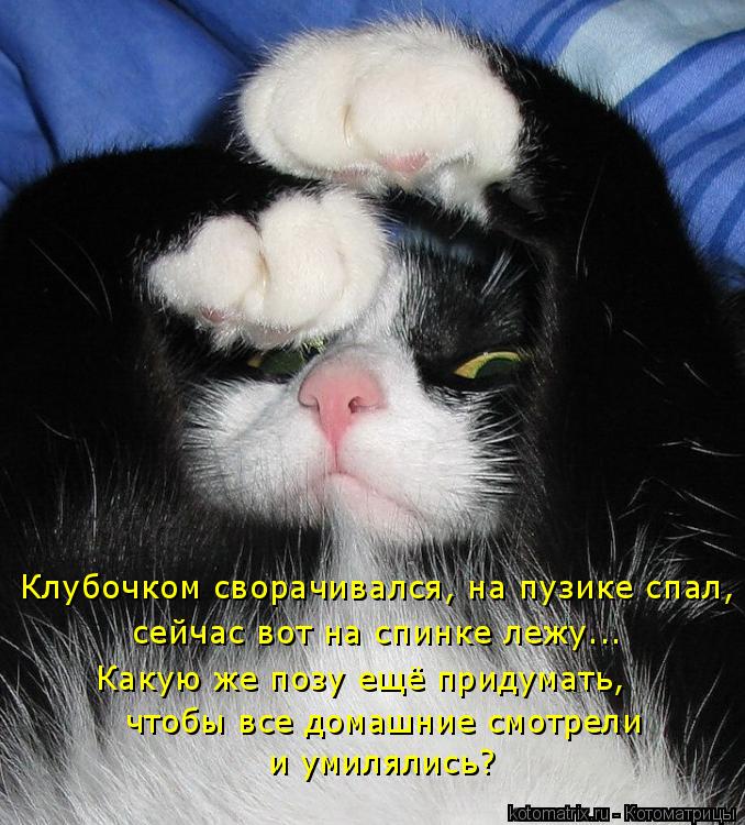 Клубочком сворачивался, на пузике спал, сейчас вот на спинке лежу... Какую же позу ещё придумать, чт... Котоматрица: Клубочком сворачивался, на пузике спал, сейчас вот на спинке лежу... Какую же позу ещё придумать, чтобы все домашние смотрели и умилялись?