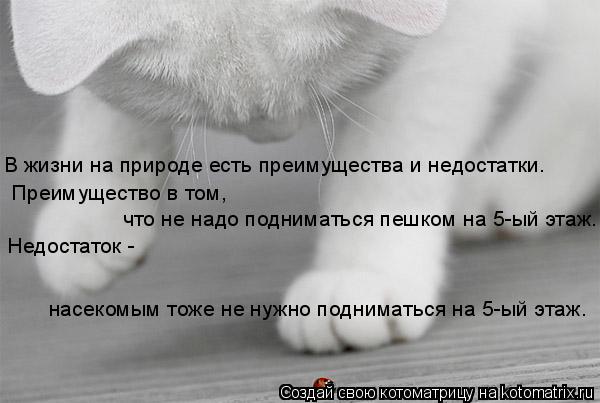 В жизни на природе есть преимущества и недостатки. Преимущество в том, что не надо подниматься пешко... Котоматрица: В жизни на природе есть преимущества и недостатки. Преимущество в том, что не надо подниматься пешком на 5-ый этаж. Недостаток - насекомым то