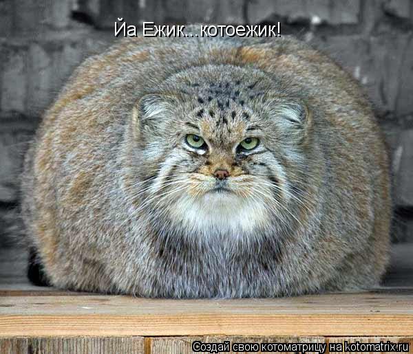 Йа Ежик...ко Йа Ежик...котоежик!... Котоматрица: Йа Ежик...ко Йа Ежик...котоежик!