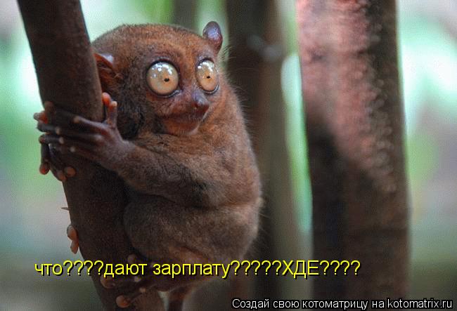 Котоматрица: что????дают зарплату?????ХДЕ????