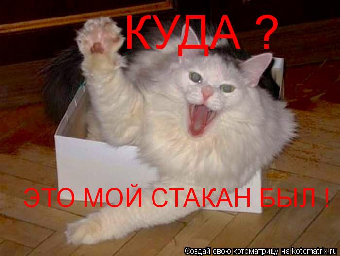 КУДА ? ЭТО МОЙ СТАКАН БЫЛ !... Котоматрица: КУДА ? ЭТО МОЙ СТАКАН БЫЛ !