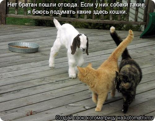 Нет братан пошли отсюда. Если у них собаки такие, я боюсь подумать какие здесь кошки.... Котоматрица: Нет братан пошли отсюда. Если у них собаки такие, я боюсь подумать какие здесь кошки.