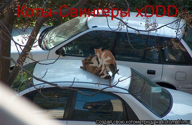 Котоматрица: Коты-Свингеры xDDD
