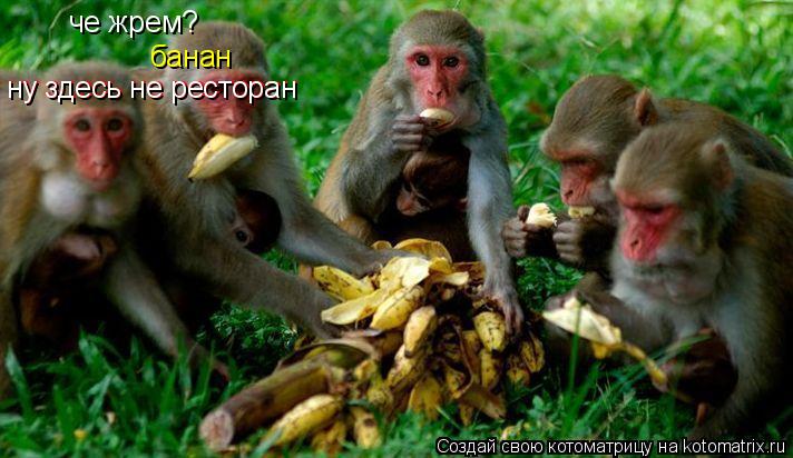 че жрем? банан ну здесь не ресторан ну здесь не ресторан... Котоматрица: че жрем? банан ну здесь не ресторан ну здесь не ресторан