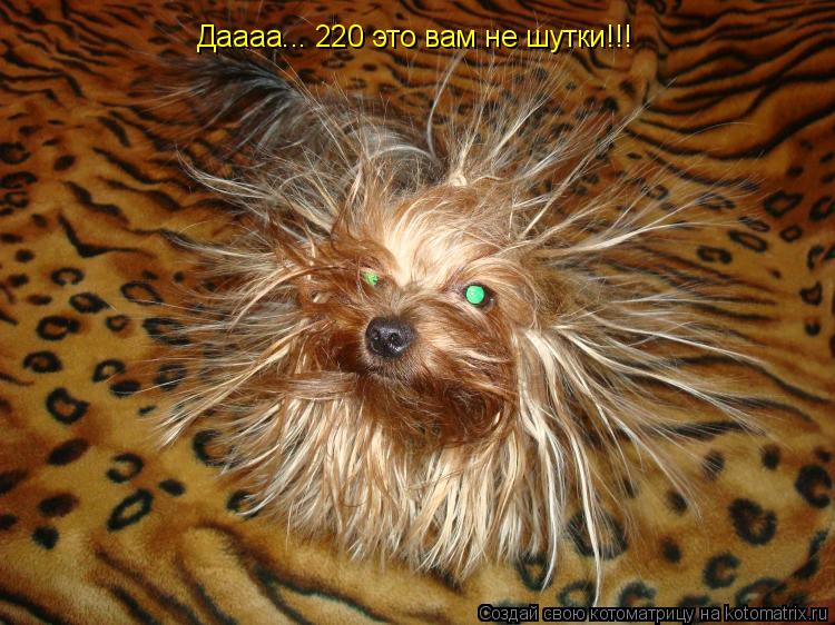 Даааа... 220 это вам не шутки!!!... Котоматрица: Даааа... 220 это вам не шутки!!!