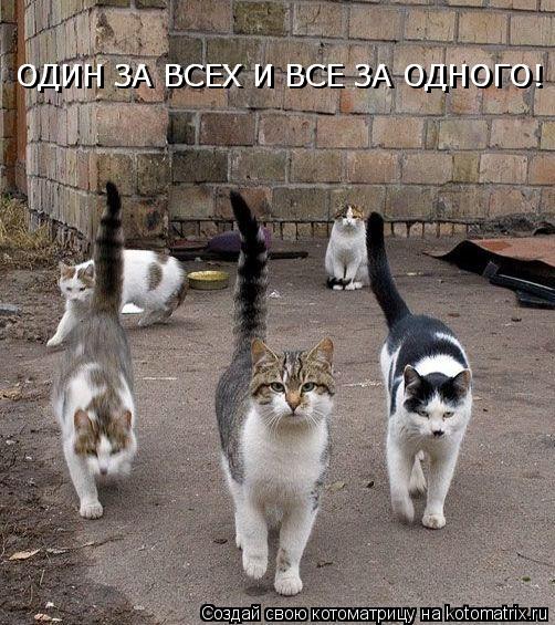 ОДИН ЗА ВСЕХ И ВСЕ ЗА ОДНОГО! ОДИН ЗА ВСЕХ И ВСЕ ЗА ОДНОГО!... Котоматрица: ОДИН ЗА ВСЕХ И ВСЕ ЗА ОДНОГО! ОДИН ЗА ВСЕХ И ВСЕ ЗА ОДНОГО!