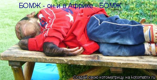 БОМЖ - он и в Африке - БОМЖ... Котоматрица: БОМЖ - он и в Африке - БОМЖ