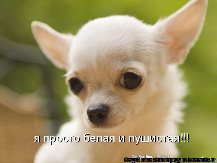 я просто белая и пушистая!!!... Котоматрица: я просто белая и пушистая!!!