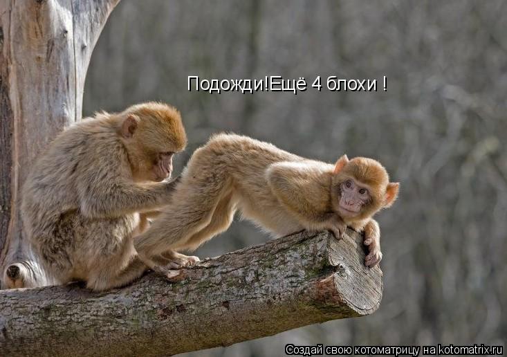 Подожди!Ещё 4 блохи !... Котоматрица: Подожди!Ещё 4 блохи !